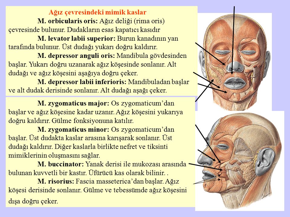 SYSTEMA MUSCULARE KAS S STEM ppt indir